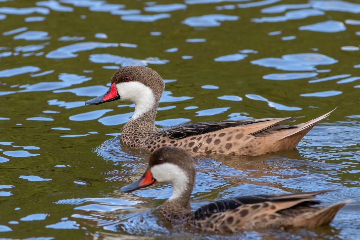Codone delle Bahamas - ML528159061