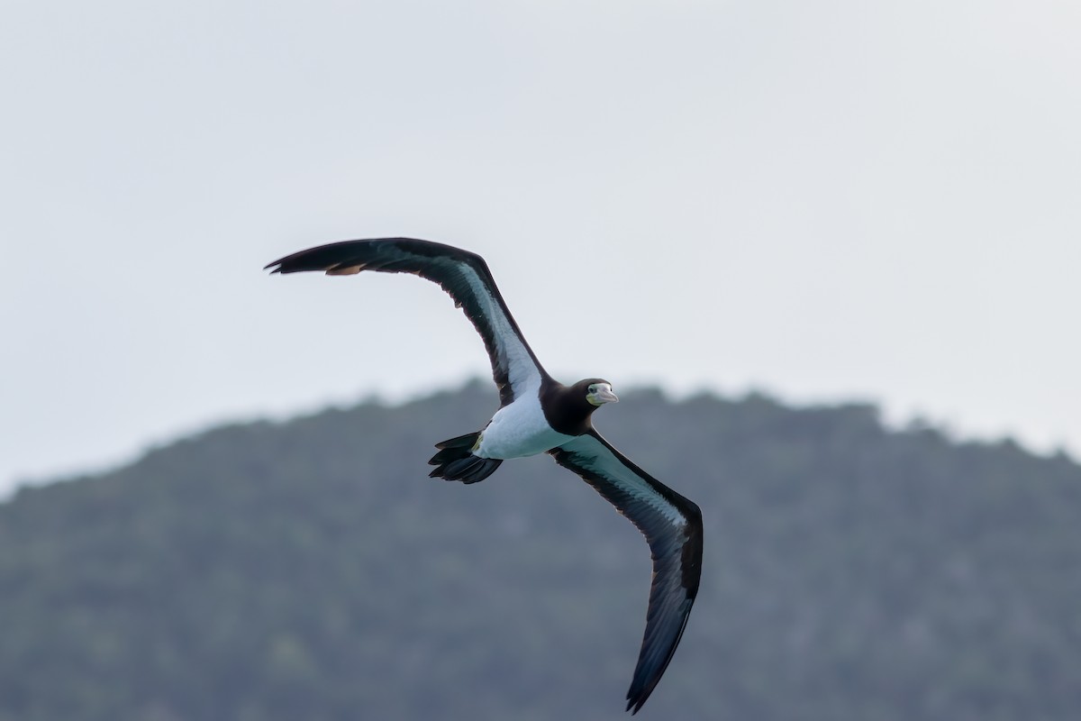 Sula fosca - ML528159301