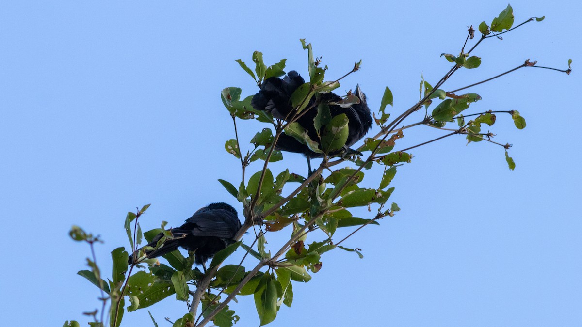 Smooth-billed Ani - ML528159311