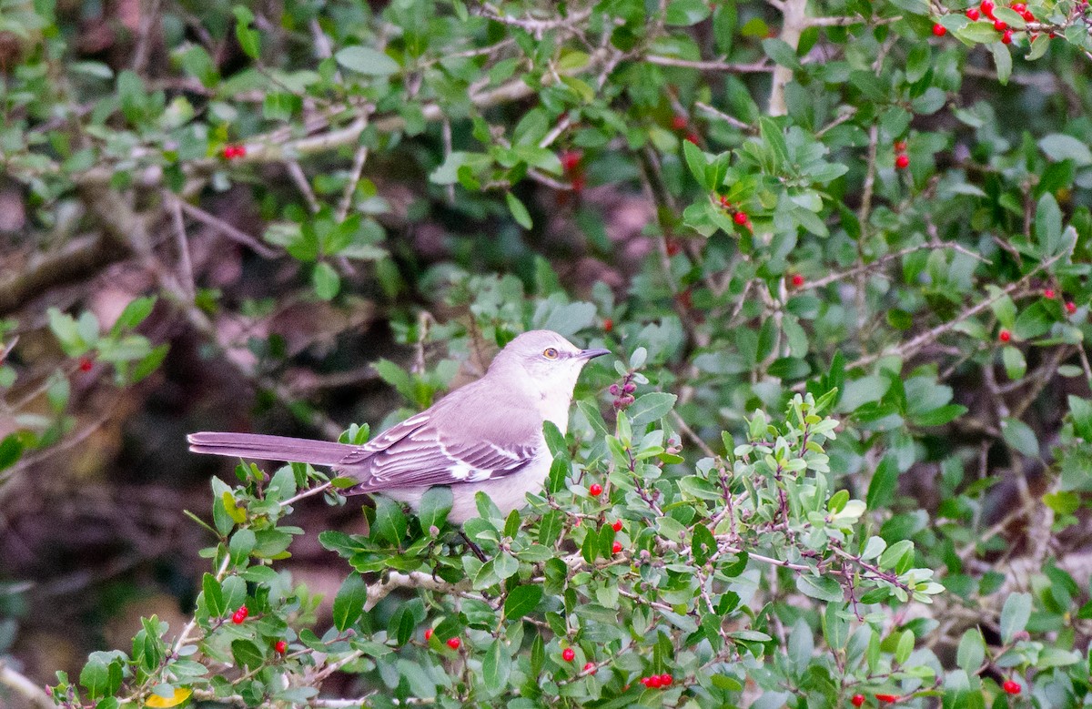 Northern Mockingbird - ML528159391