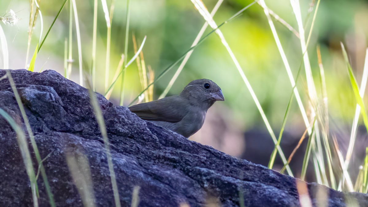 Black-faced Grassquit - ML528159441