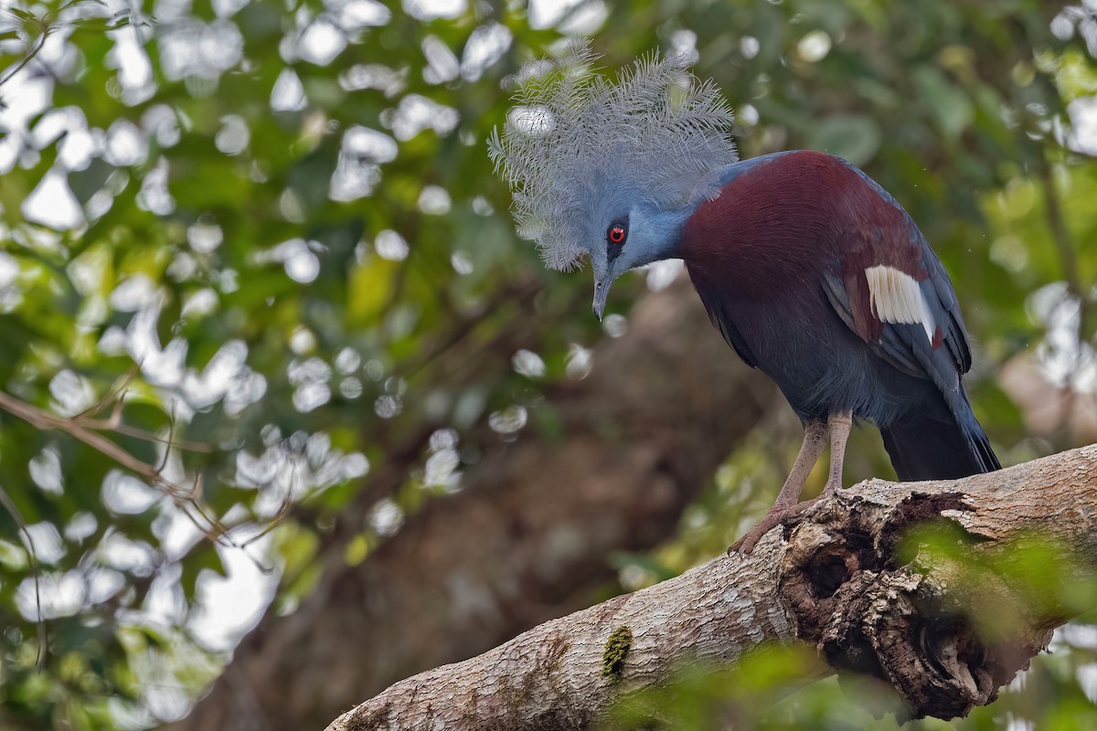 Sclater's Crowned-Pigeon - ML528159721