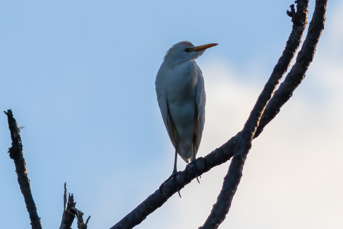 Airone guardabuoi - ML528159871