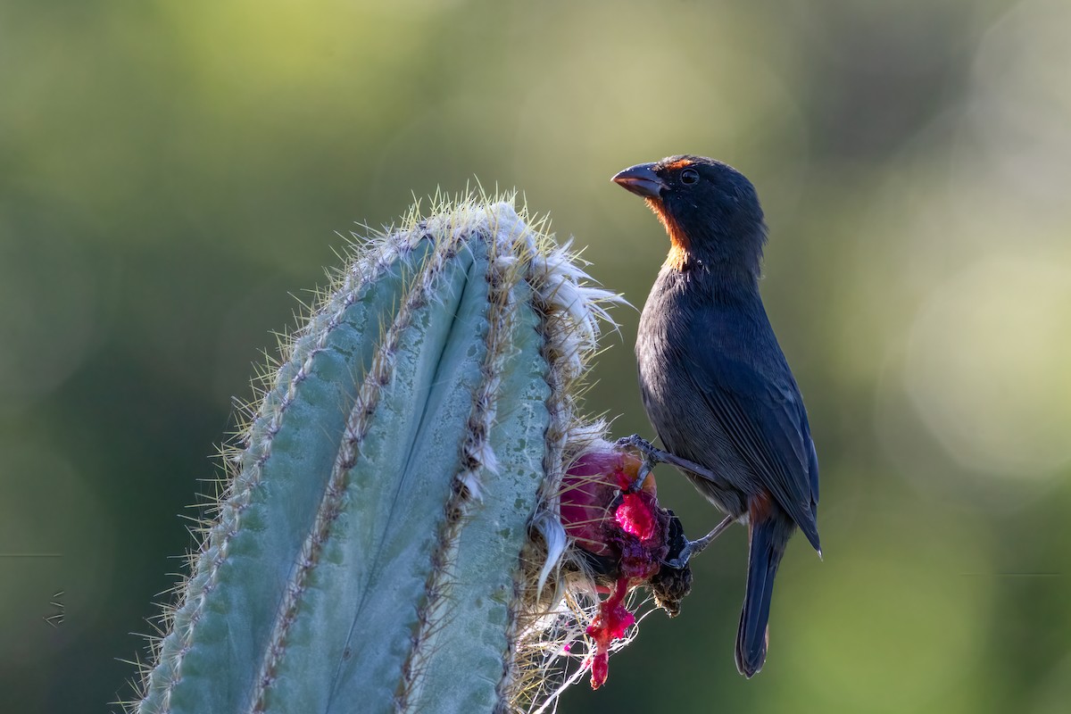 Lesser Antillean Bullfinch - ML528160401