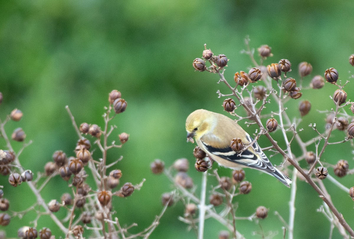 American Goldfinch - ML528160511