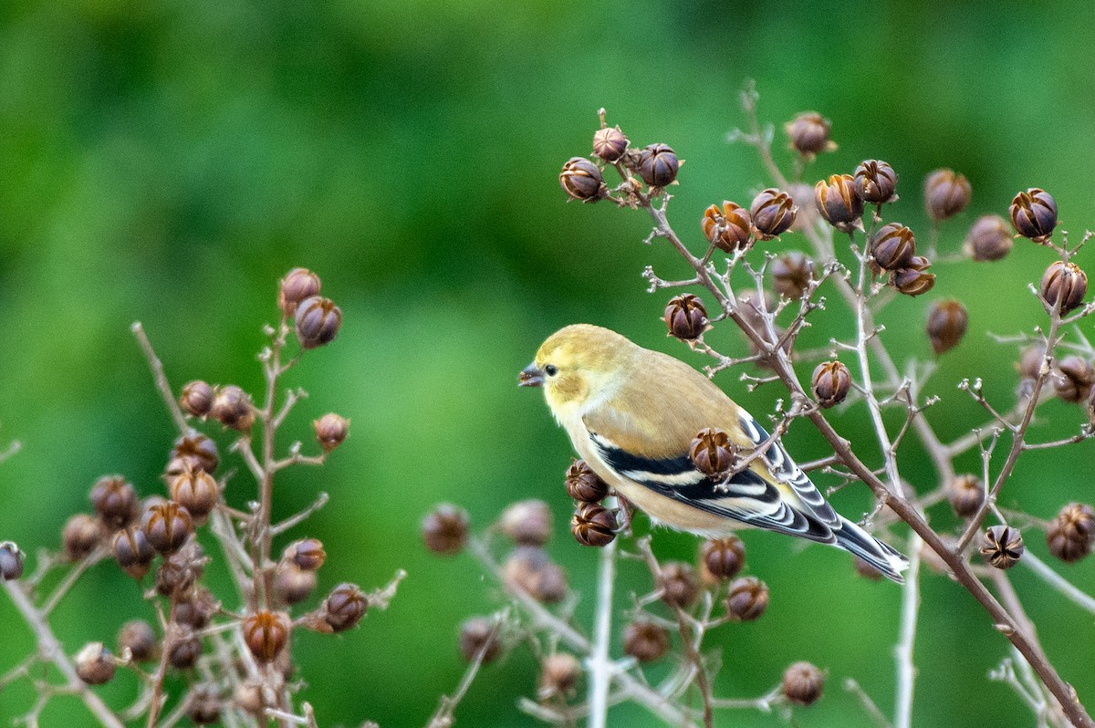 American Goldfinch - ML528160521