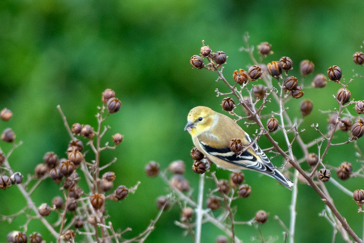 American Goldfinch - ML528160531