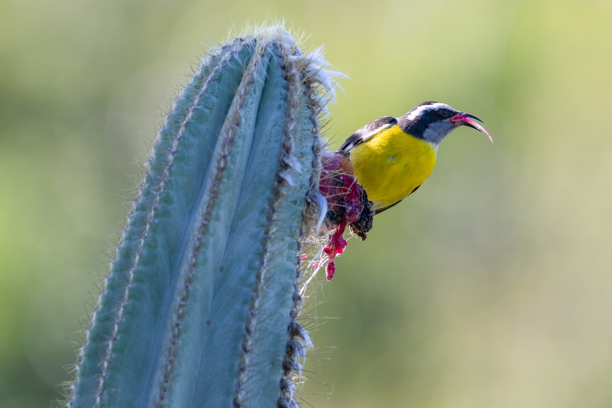 Bananaquit - ML528160591