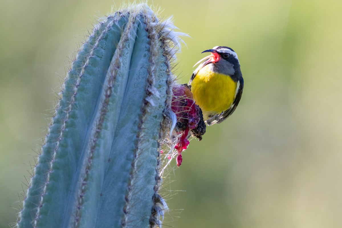 Bananaquit - ML528160621