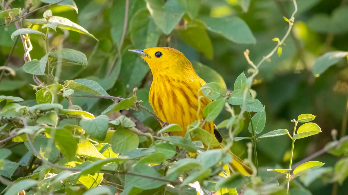 Mangrove Yellow Warbler - ML528160661