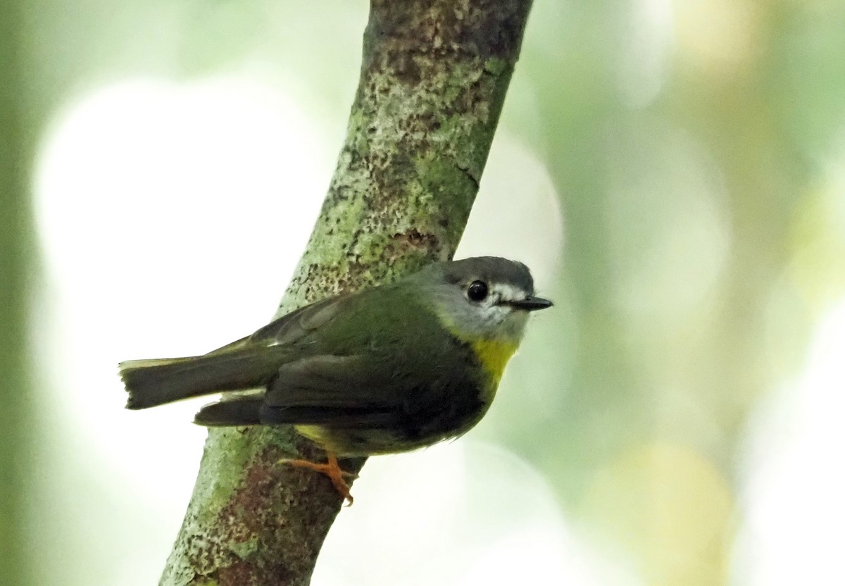 Pale-yellow Robin - ML528160811