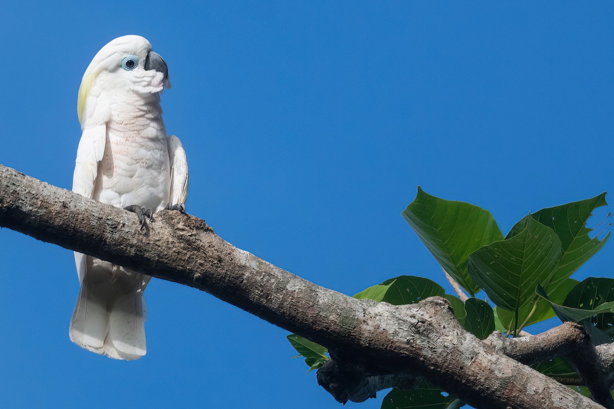 Blue-eyed Cockatoo - ML528161471