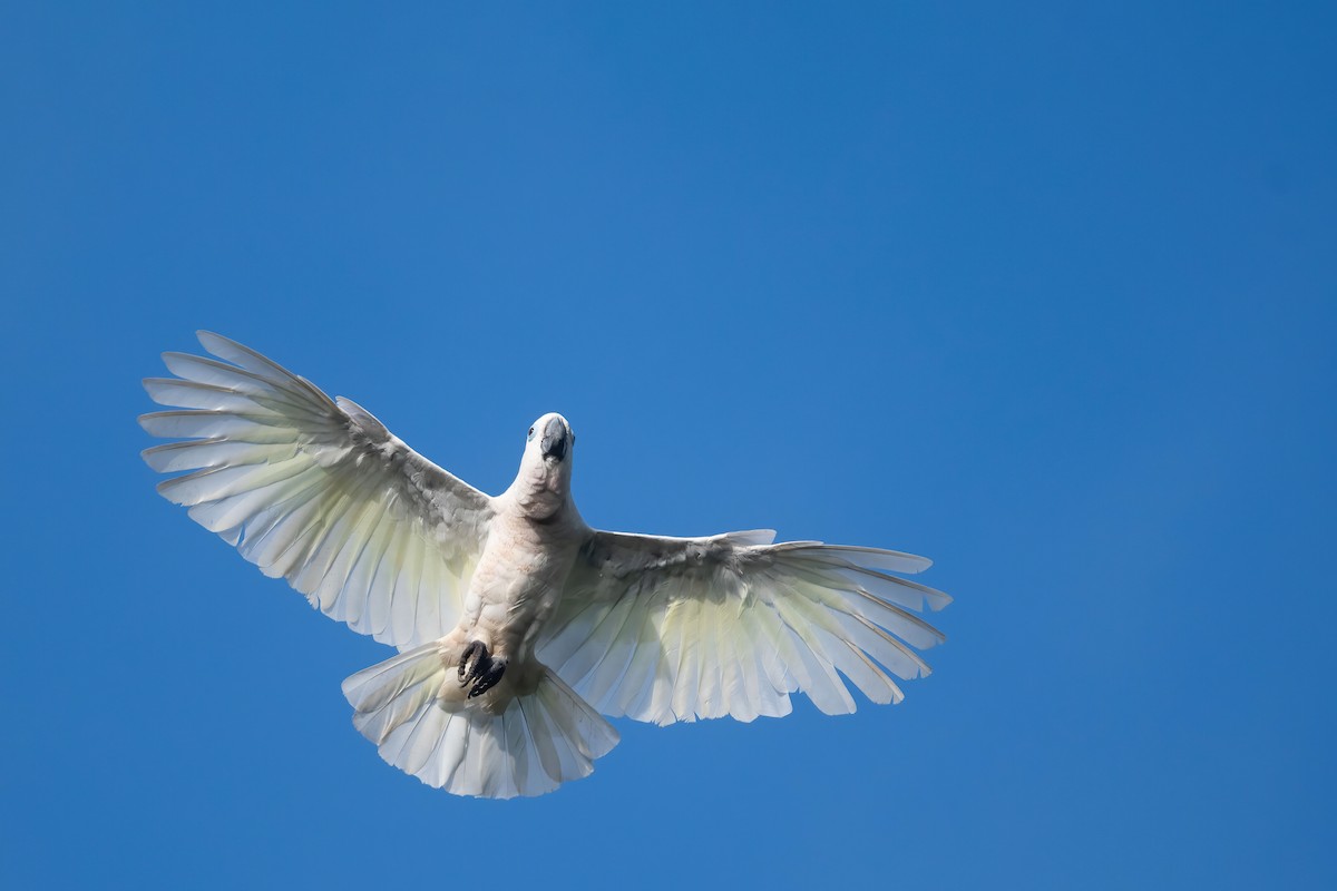 Blue-eyed Cockatoo - ML528161481