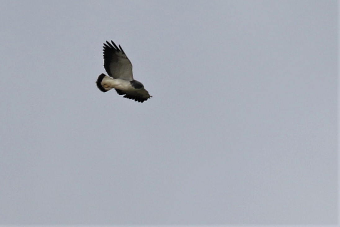 White-tailed Hawk - ML528161511
