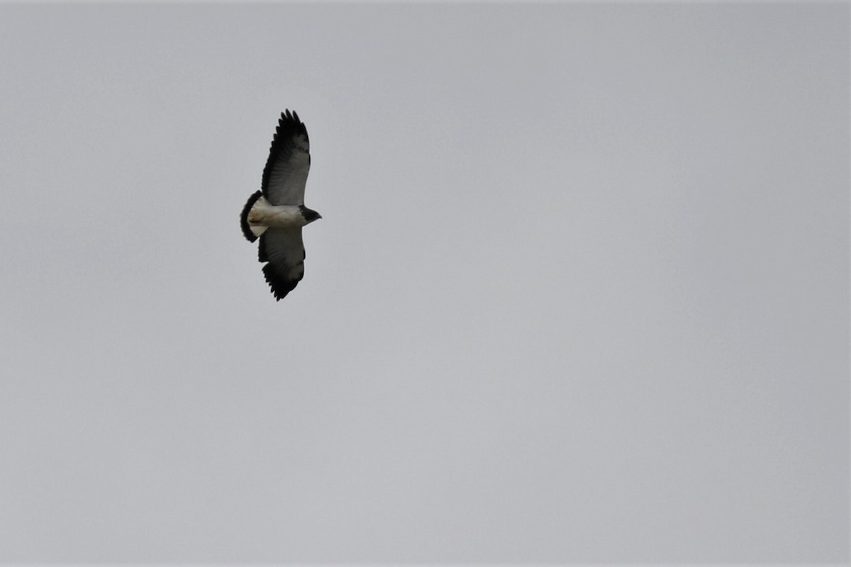 White-tailed Hawk - ML528161521