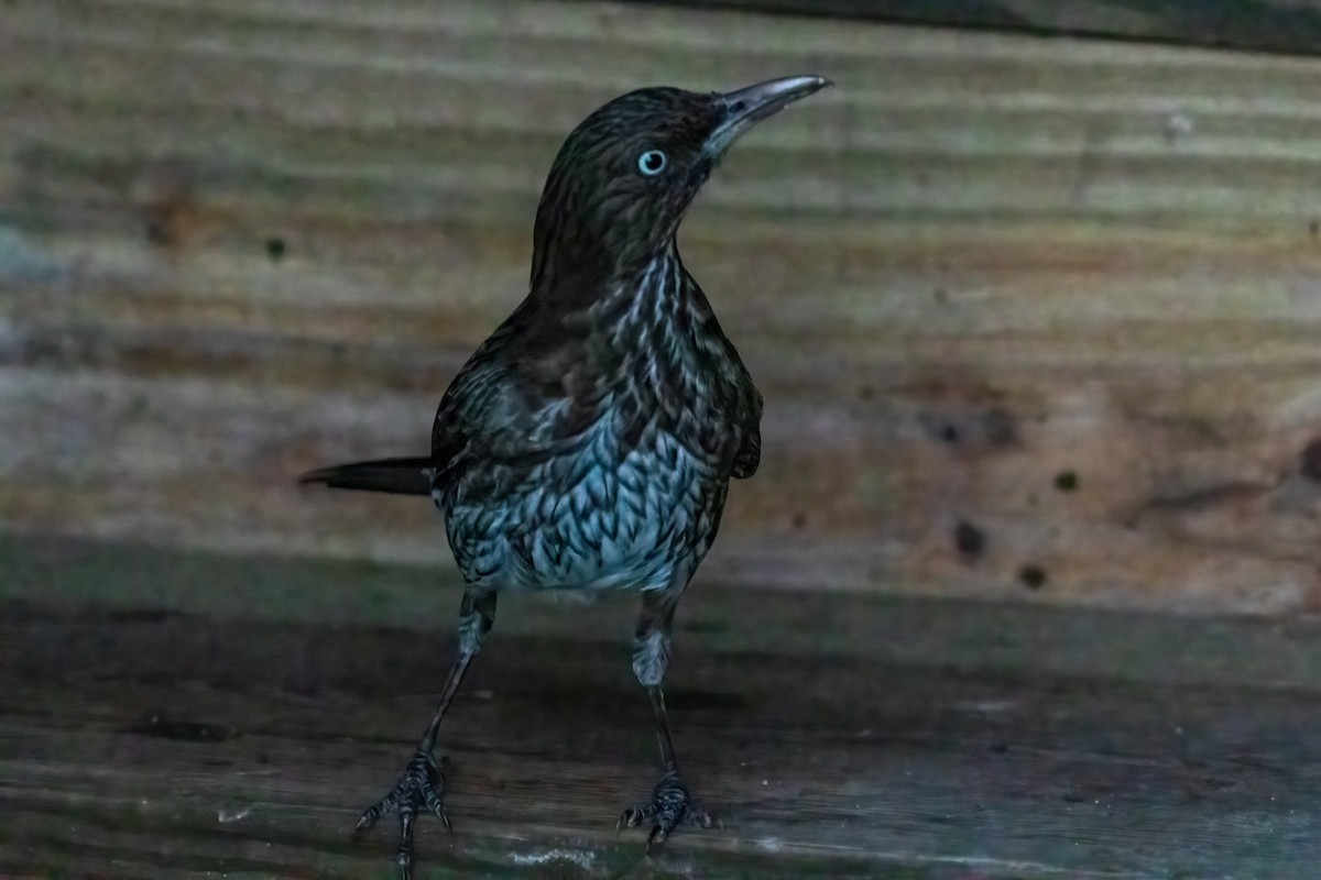 Pearly-eyed Thrasher - ML528161591