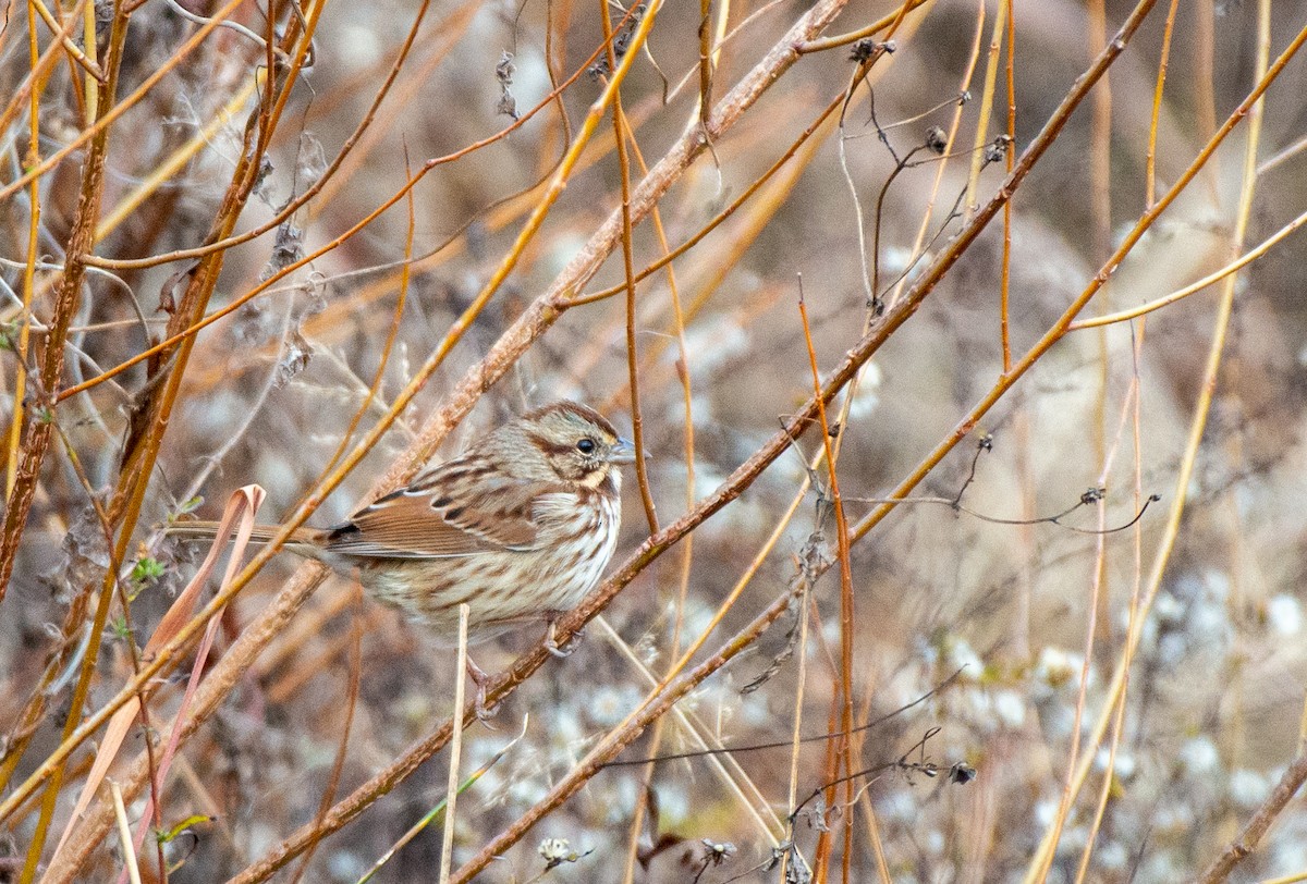 Swamp Sparrow - ML528161701