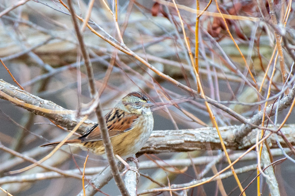 Swamp Sparrow - ML528161731