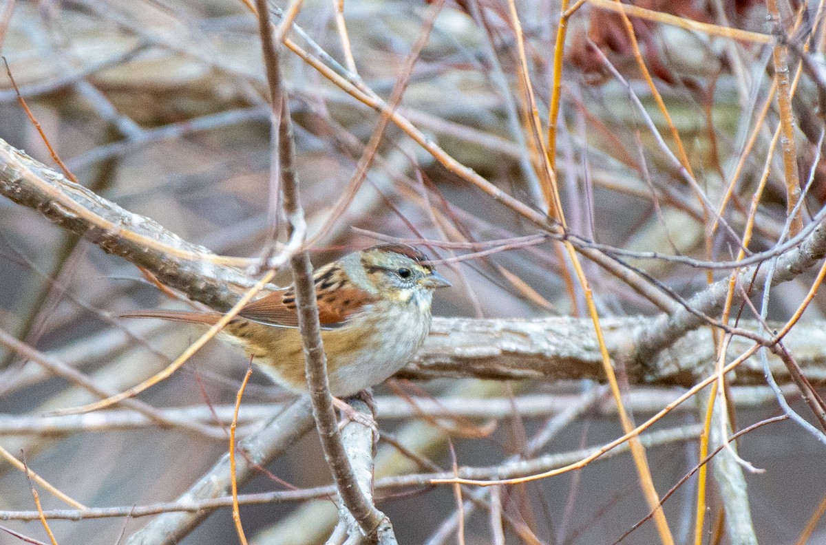 Swamp Sparrow - ML528161741