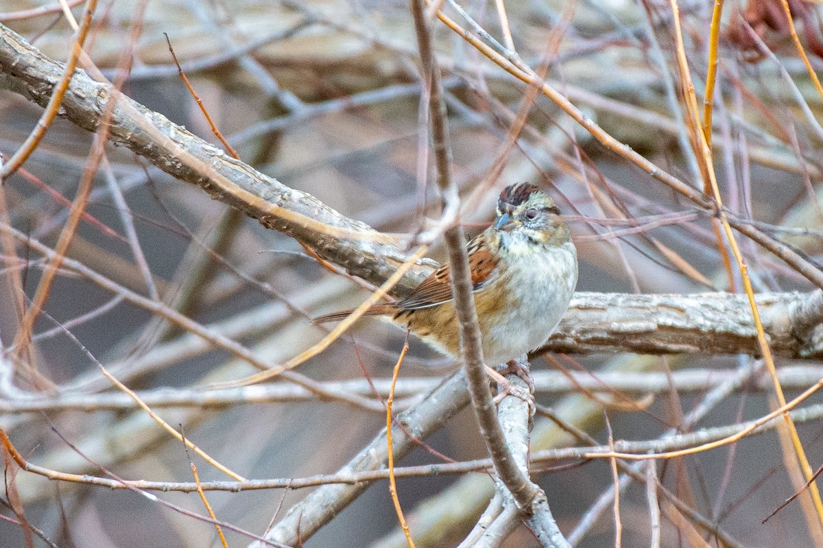 Swamp Sparrow - ML528161751