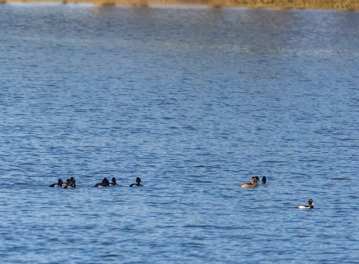 Ring-necked Duck - ML528161871