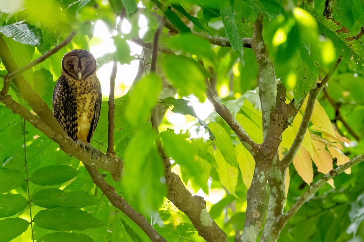 Golden Masked-Owl - ML528161971