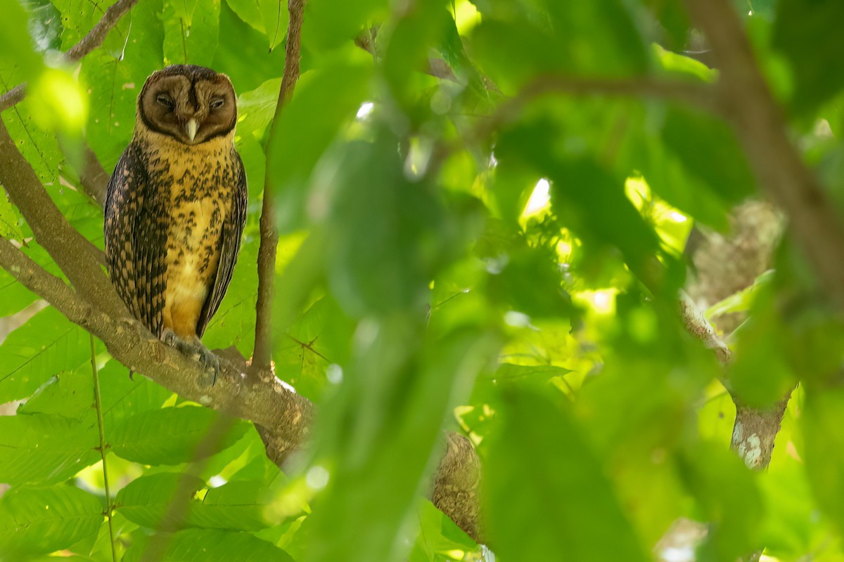 Golden Masked-Owl - ML528162021