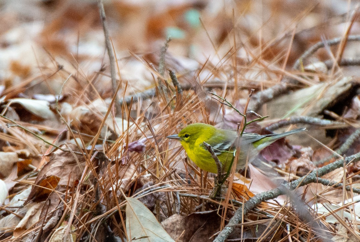 Pine Warbler - ML528162141