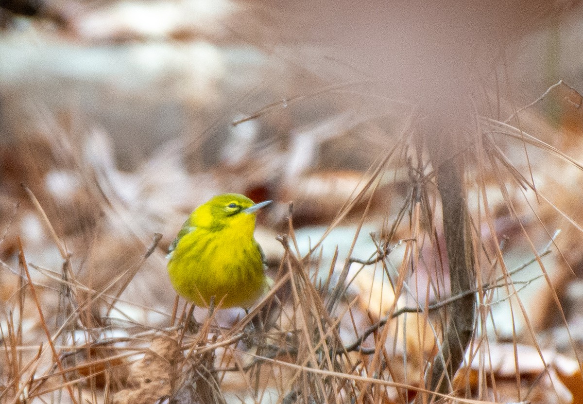 Pine Warbler - ML528162151