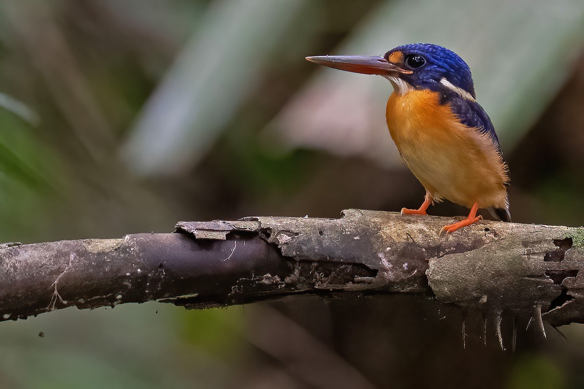 New Britain Dwarf-Kingfisher - Lev Frid | Rockjumper Birding