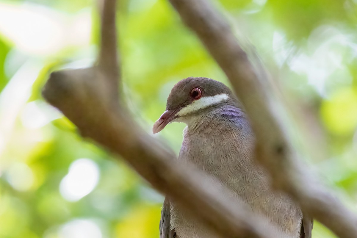 Bridled Quail-Dove - ML528162841