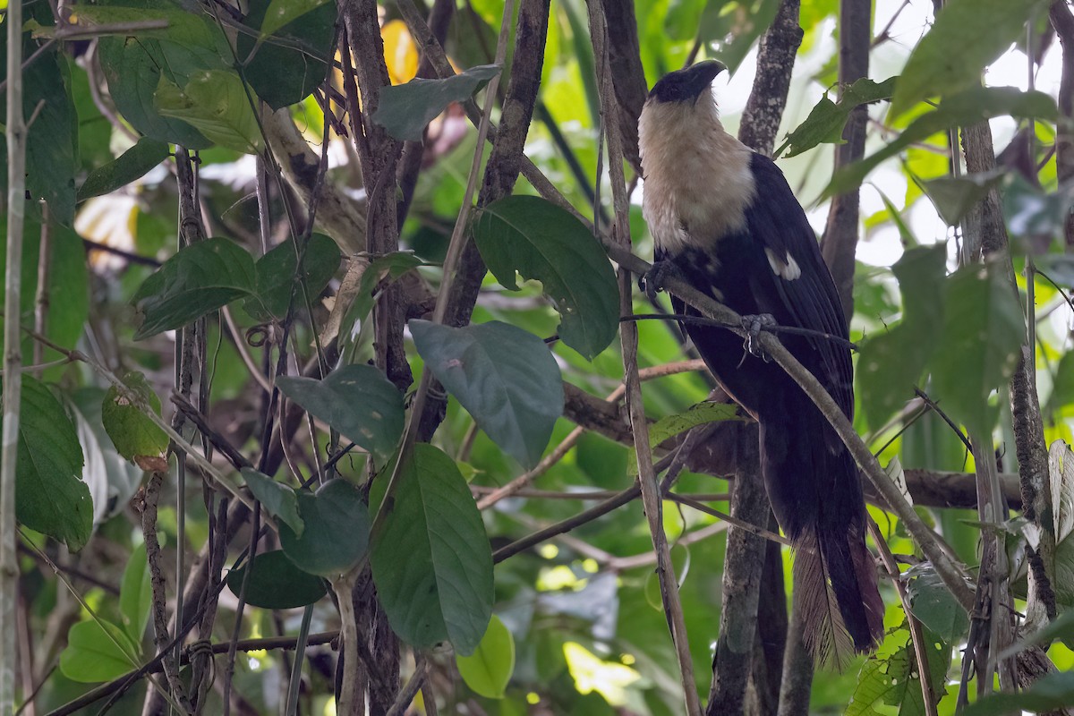 Coucal atralbin - ML528163851