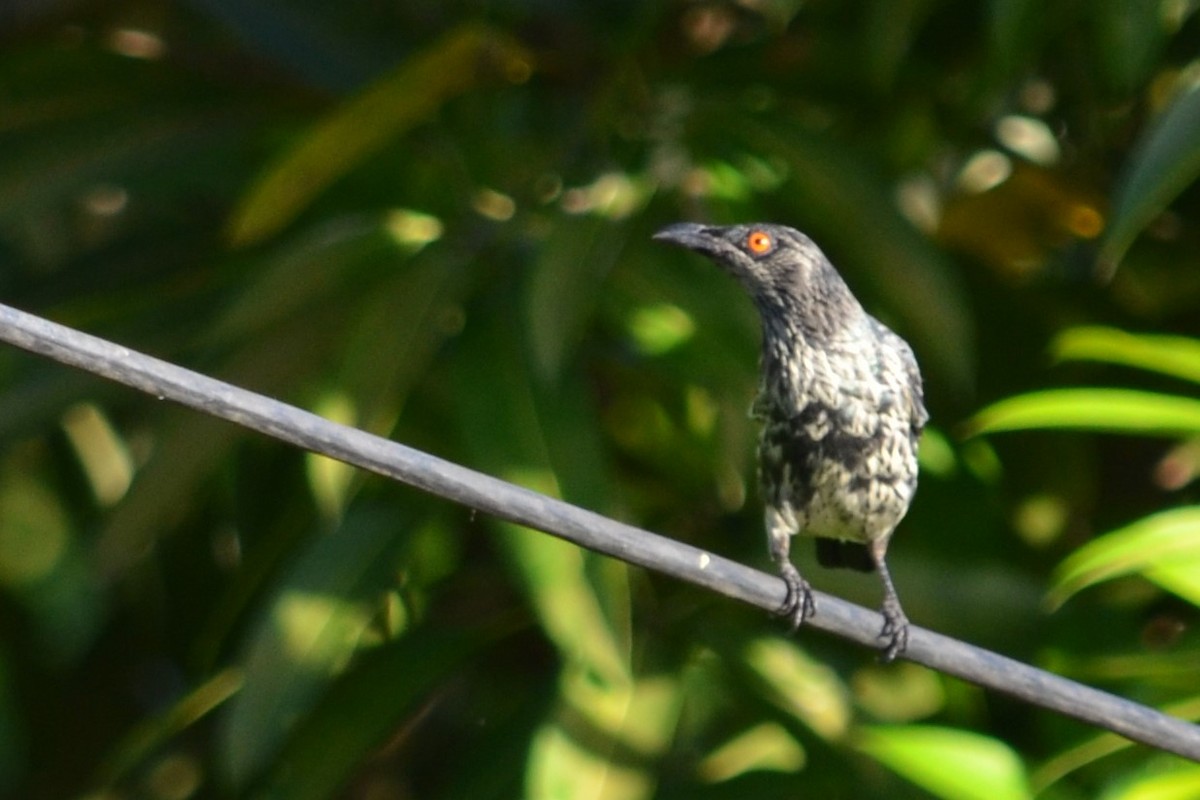 Metallic Starling - ML52816421