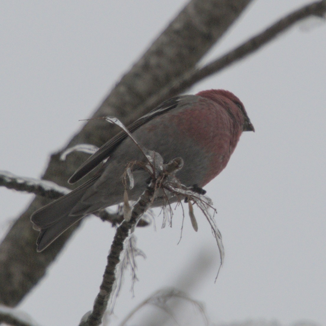 Pine Grosbeak - ML528165051