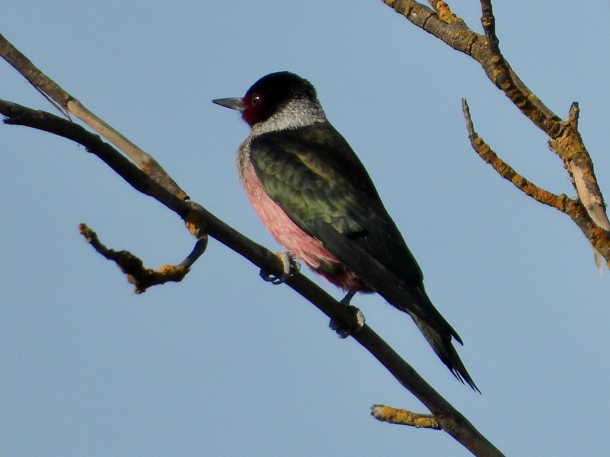 Lewis's Woodpecker - ML528165901