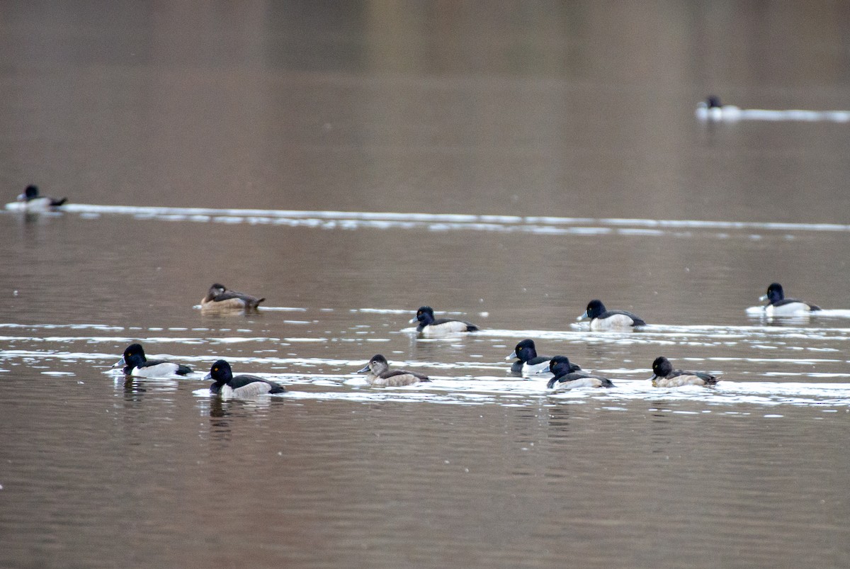 Ring-necked Duck - ML528166331