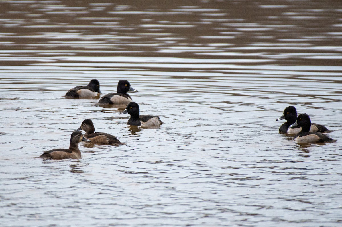 Ring-necked Duck - ML528166341