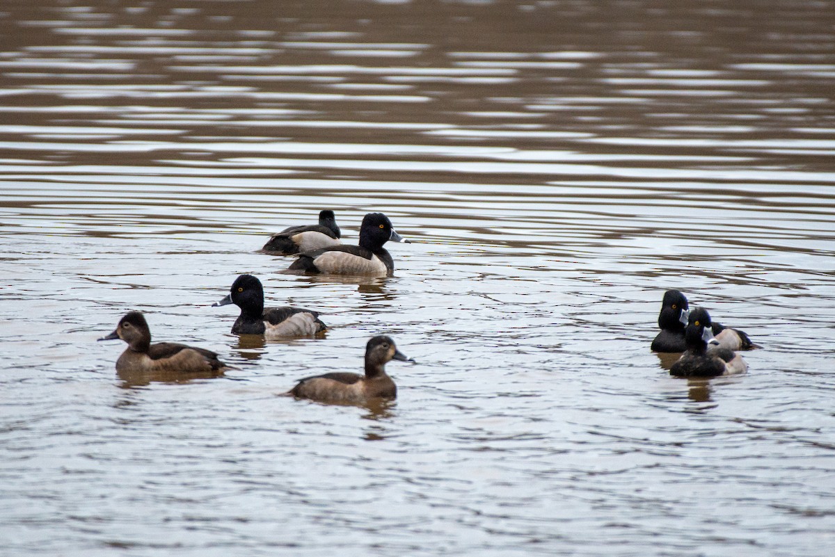 Ring-necked Duck - ML528166351