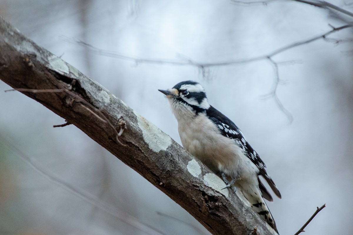Downy Woodpecker (Eastern) - ML528167351