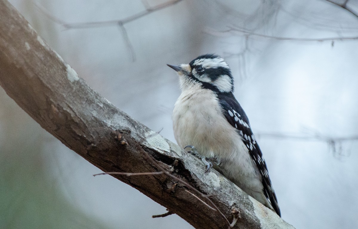 Downy Woodpecker (Eastern) - ML528167361