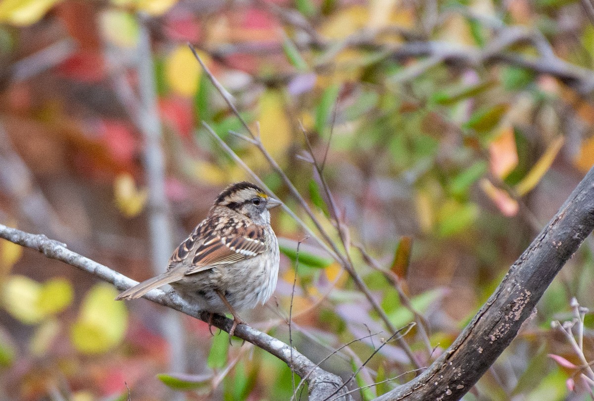 White-throated Sparrow - Herb Elliott