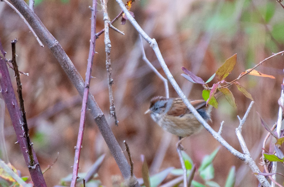 Swamp Sparrow - ML528168881