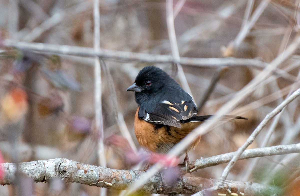 Eastern Towhee (Red-eyed) - ML528169171