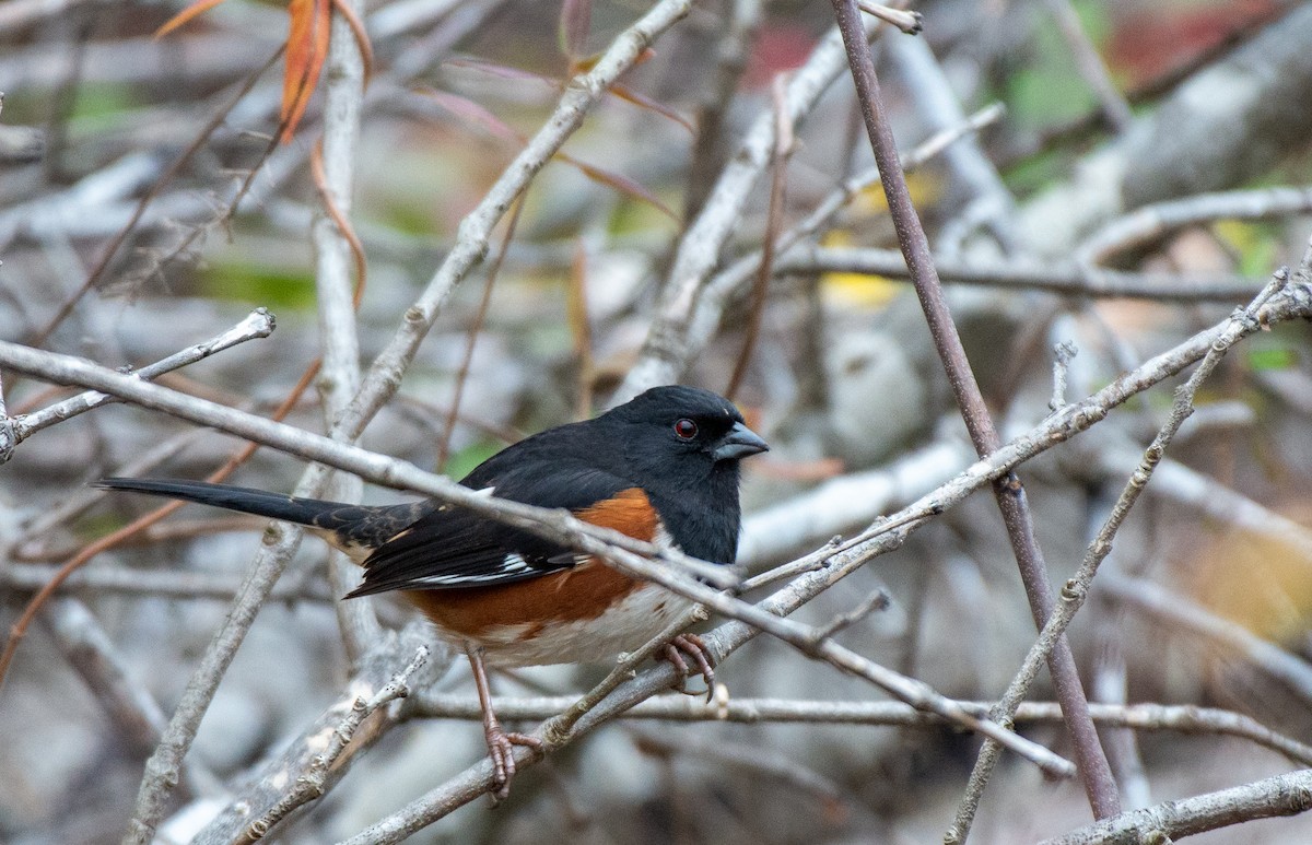 Eastern Towhee (Red-eyed) - ML528169181