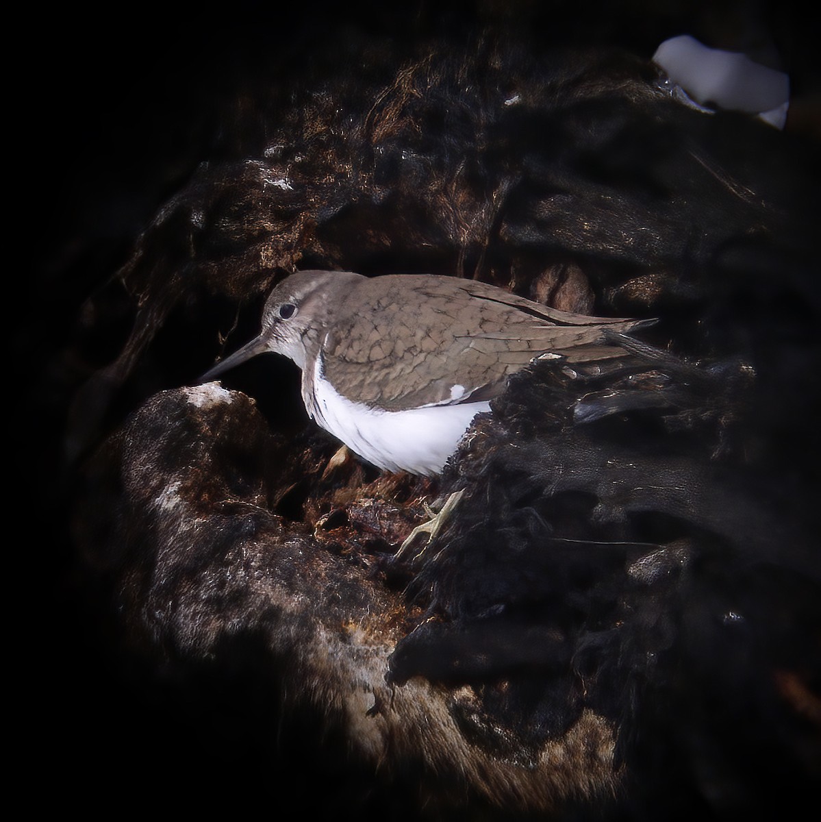 Хайргын хөгчүү - ML528169761