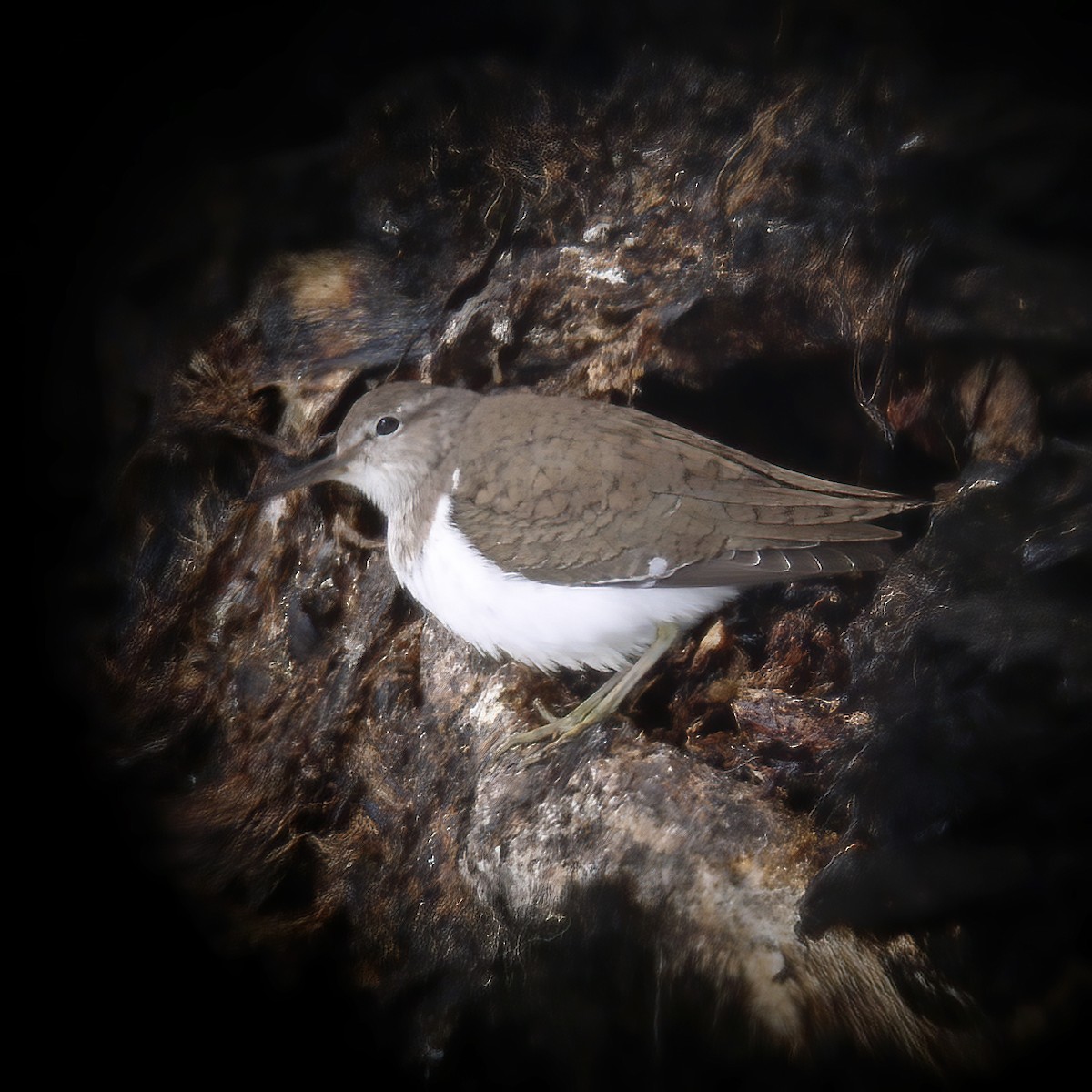 Хайргын хөгчүү - ML528169771