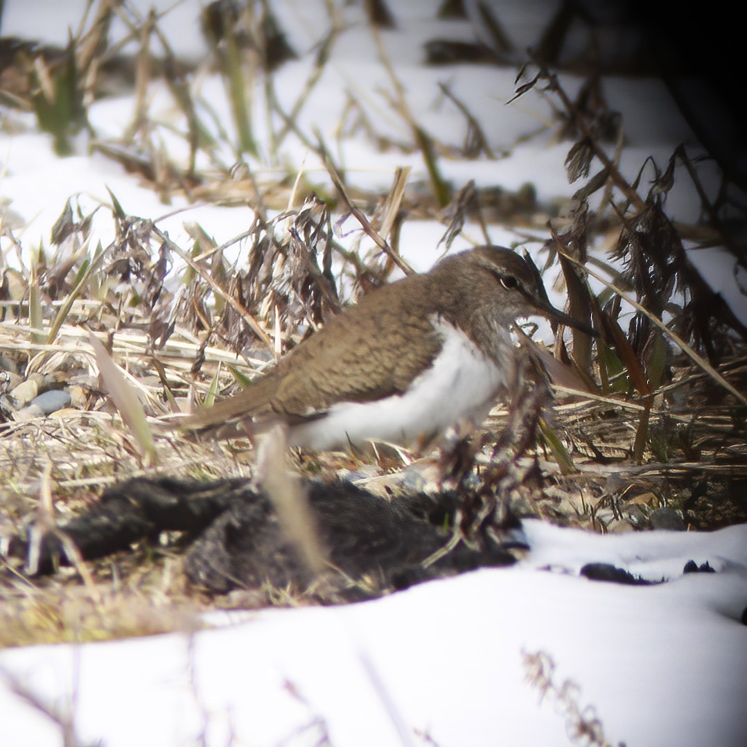 Хайргын хөгчүү - ML528169781