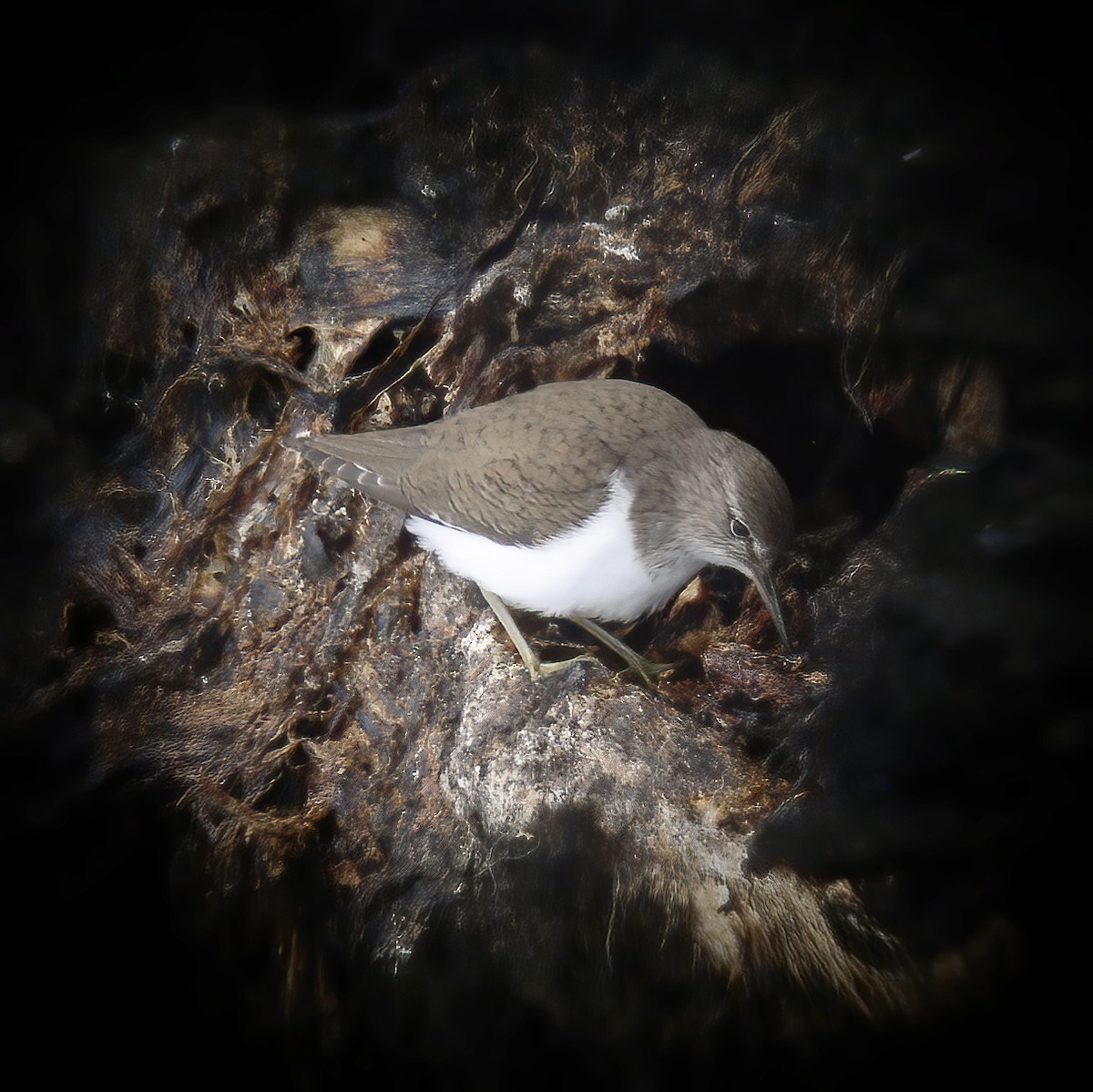 Хайргын хөгчүү - ML528169791