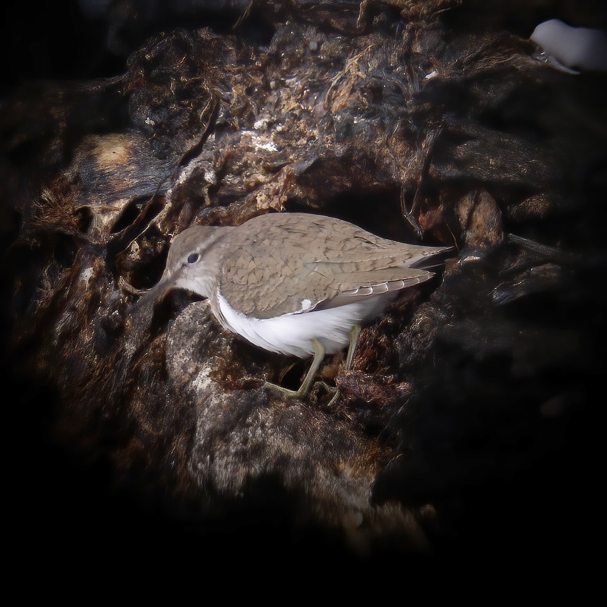 Хайргын хөгчүү - ML528169801