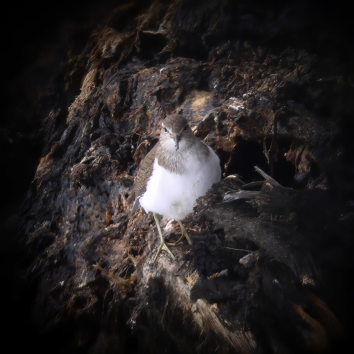 Хайргын хөгчүү - ML528169811